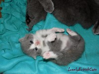 /album/lovely-british-cats/bicolor-cica-001-jpg/